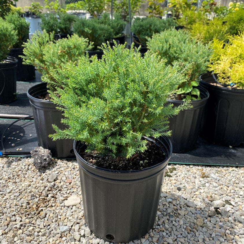 wisteria aquarium Water Wisteria [Hygrophila Difformis] – PlantedPro