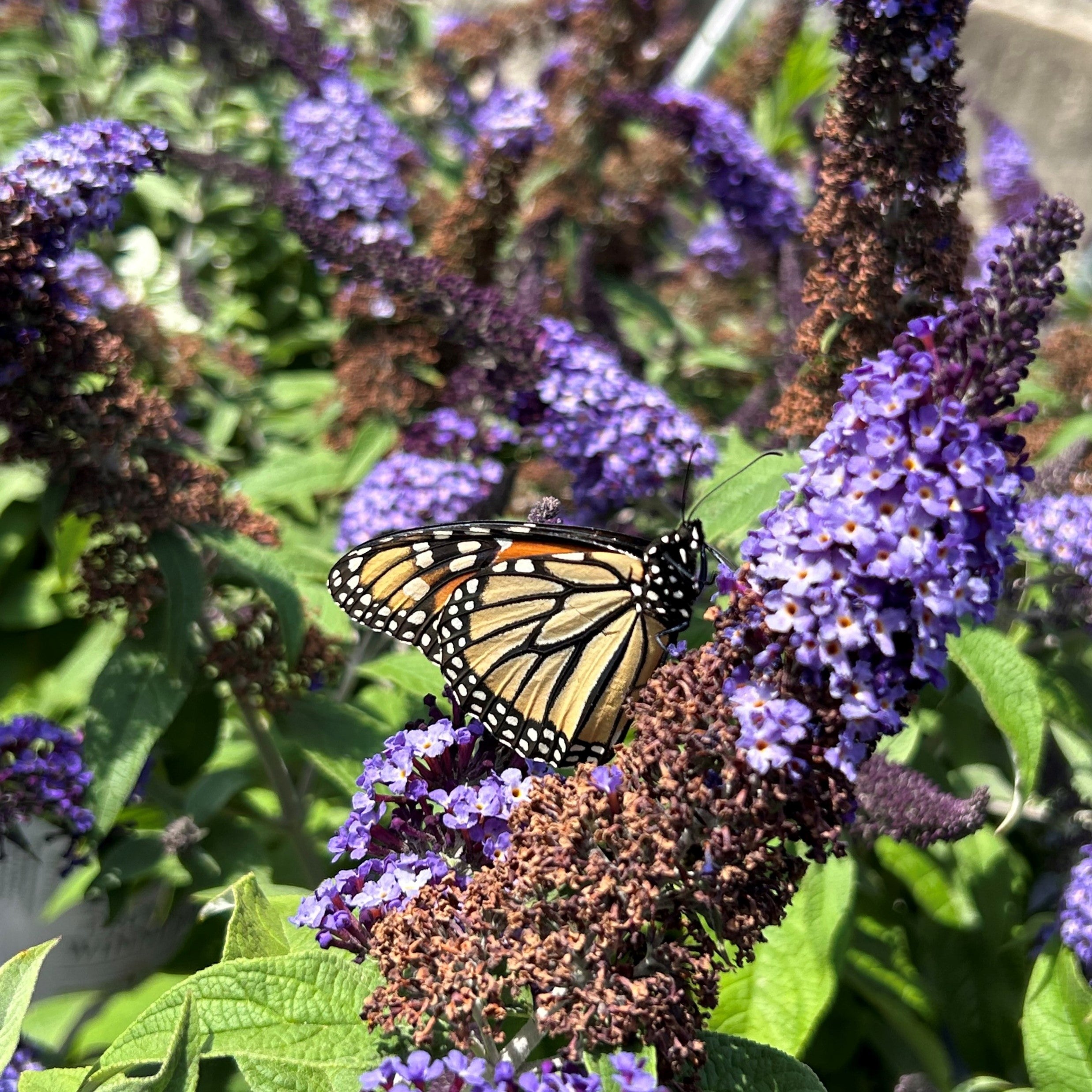 Southwood | Butterfly Bush Grand Cascade #1 - Southwood, image size:2475x2475