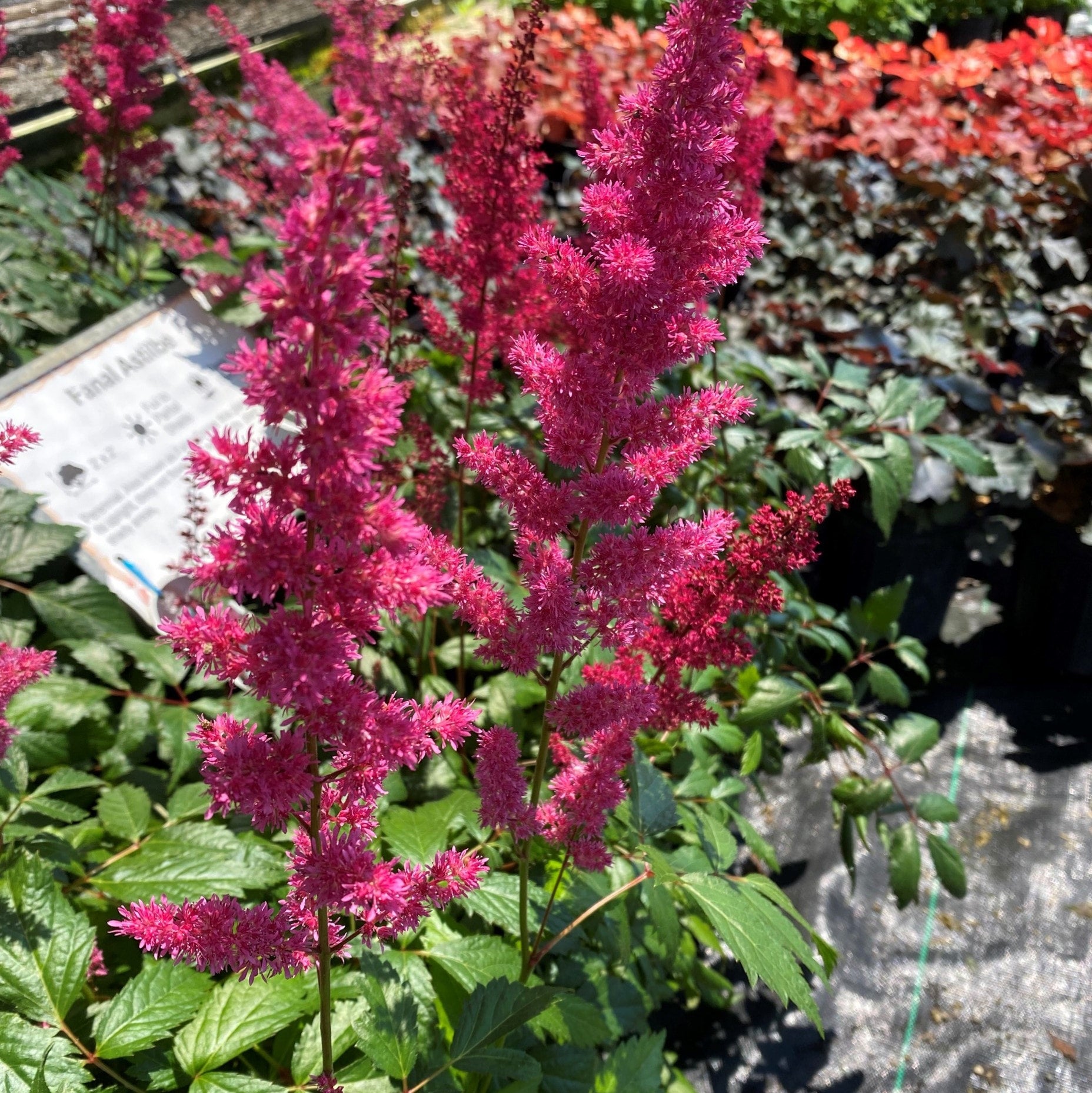 Astilbe, Fanal | Firehouse Nursery