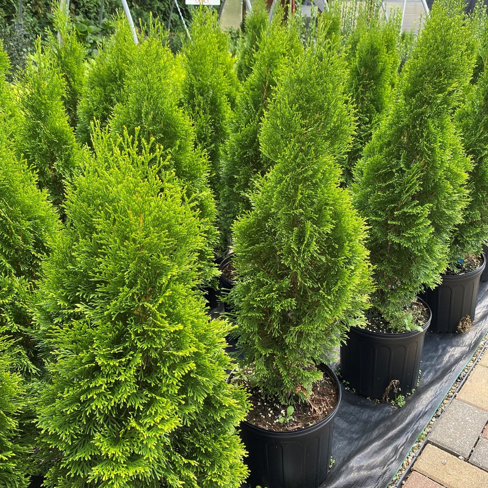 Arborvitae, Emerald Green | Firehouse Nursery