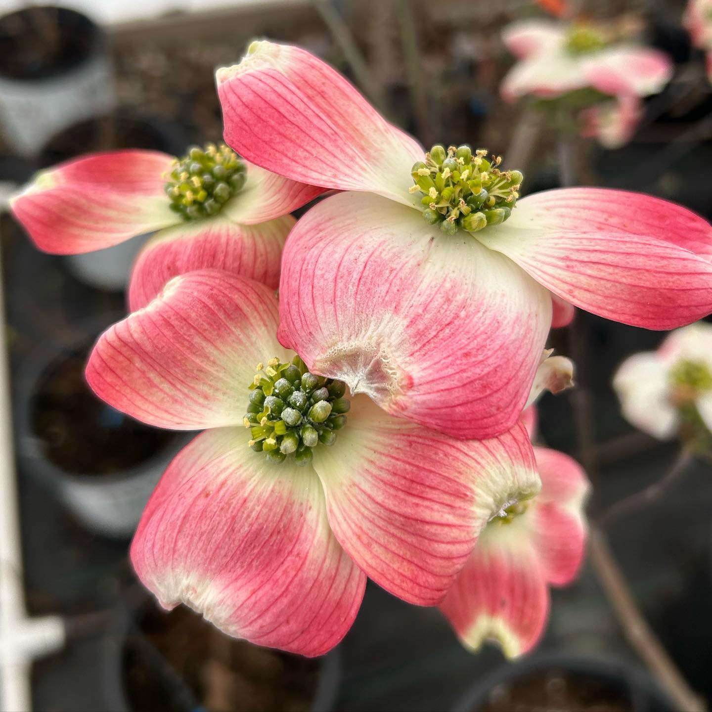 Dogwood, Cherokee Brave | Firehouse Nursery