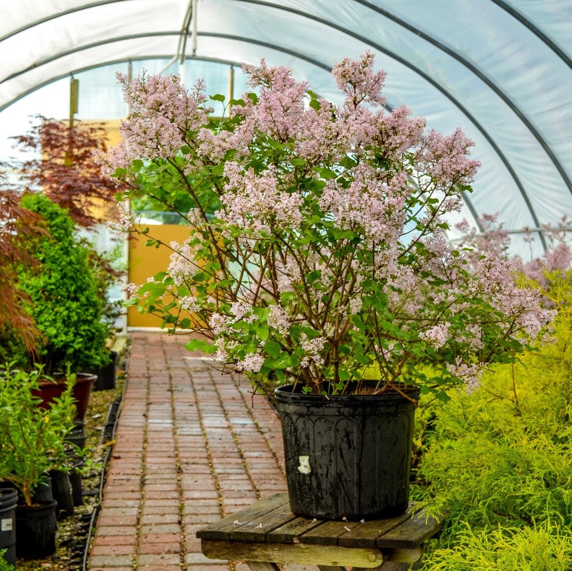 Lilac, Dwarf Korean | Firehouse Nursery