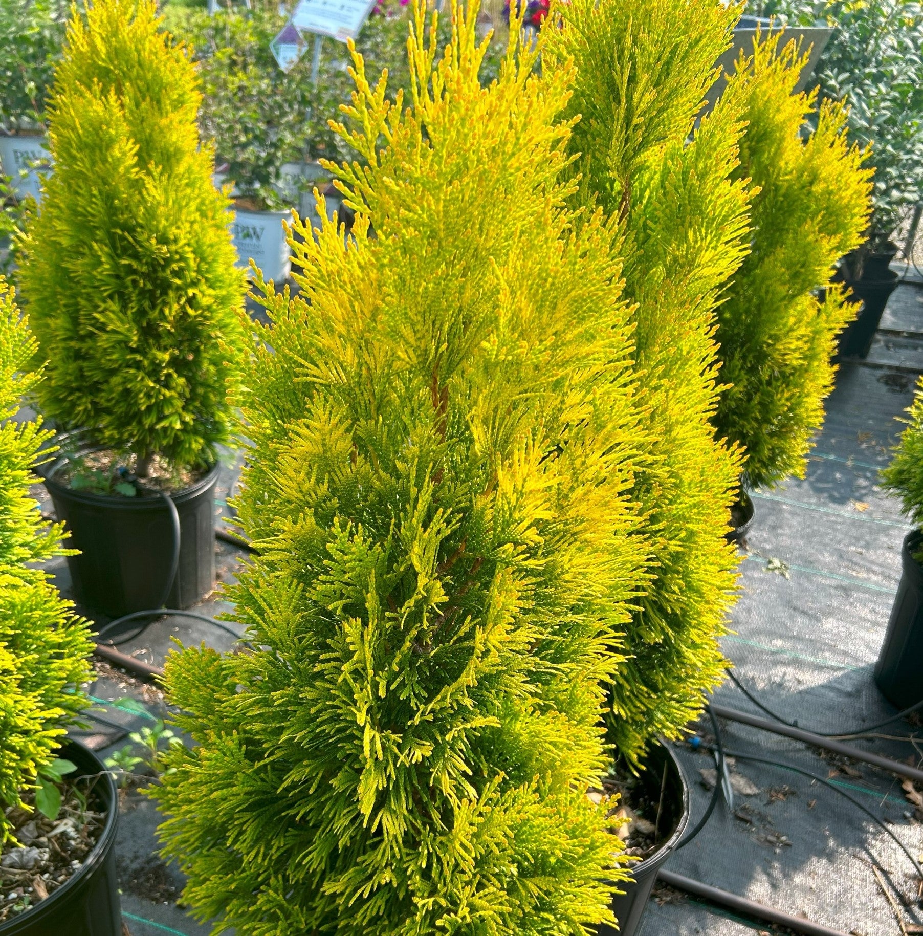 thuja smaragd wachstum im jahr Lebensbaum Thuja occidentalis Smaragd 80-100 cm Hhe Ballenware