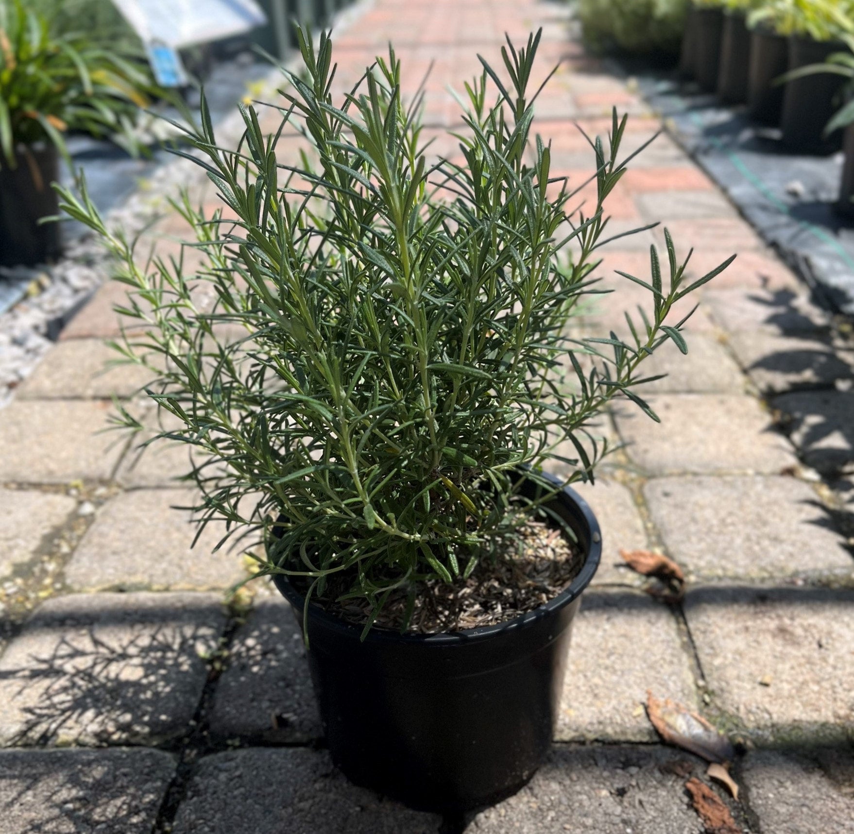 Rosemary, Arp Firehouse Nursery