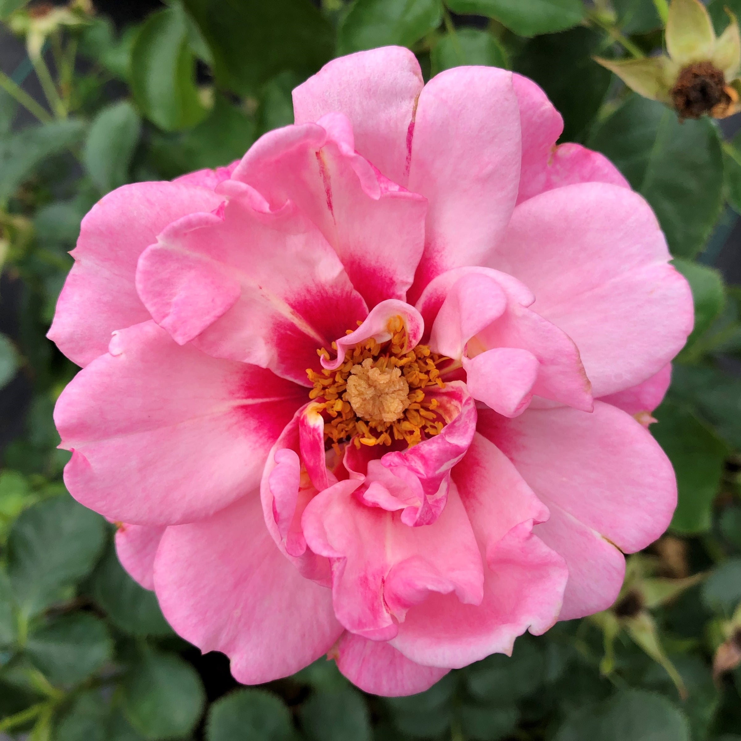 Double light rose outlet