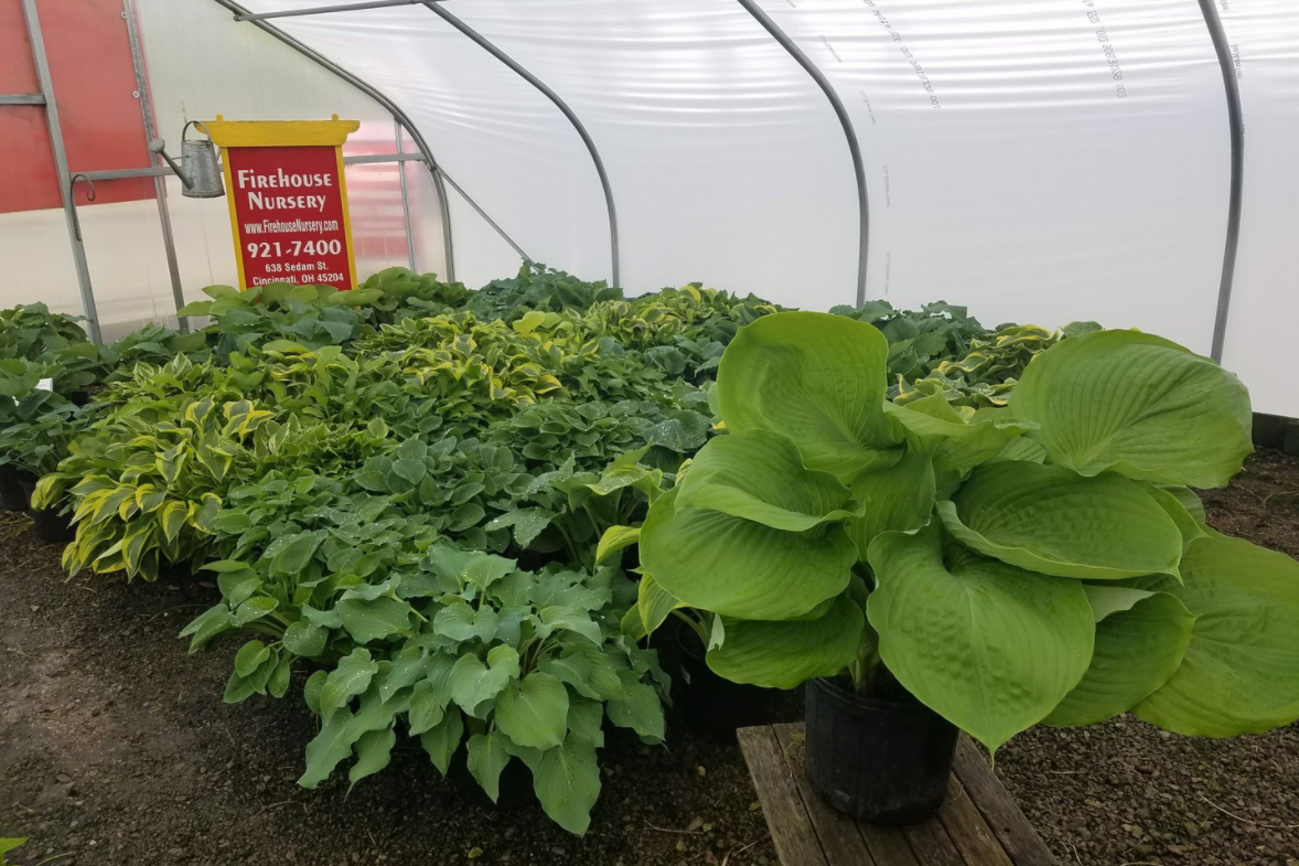Hosta All Firehouse Nursery Hosta all firehouse nursery