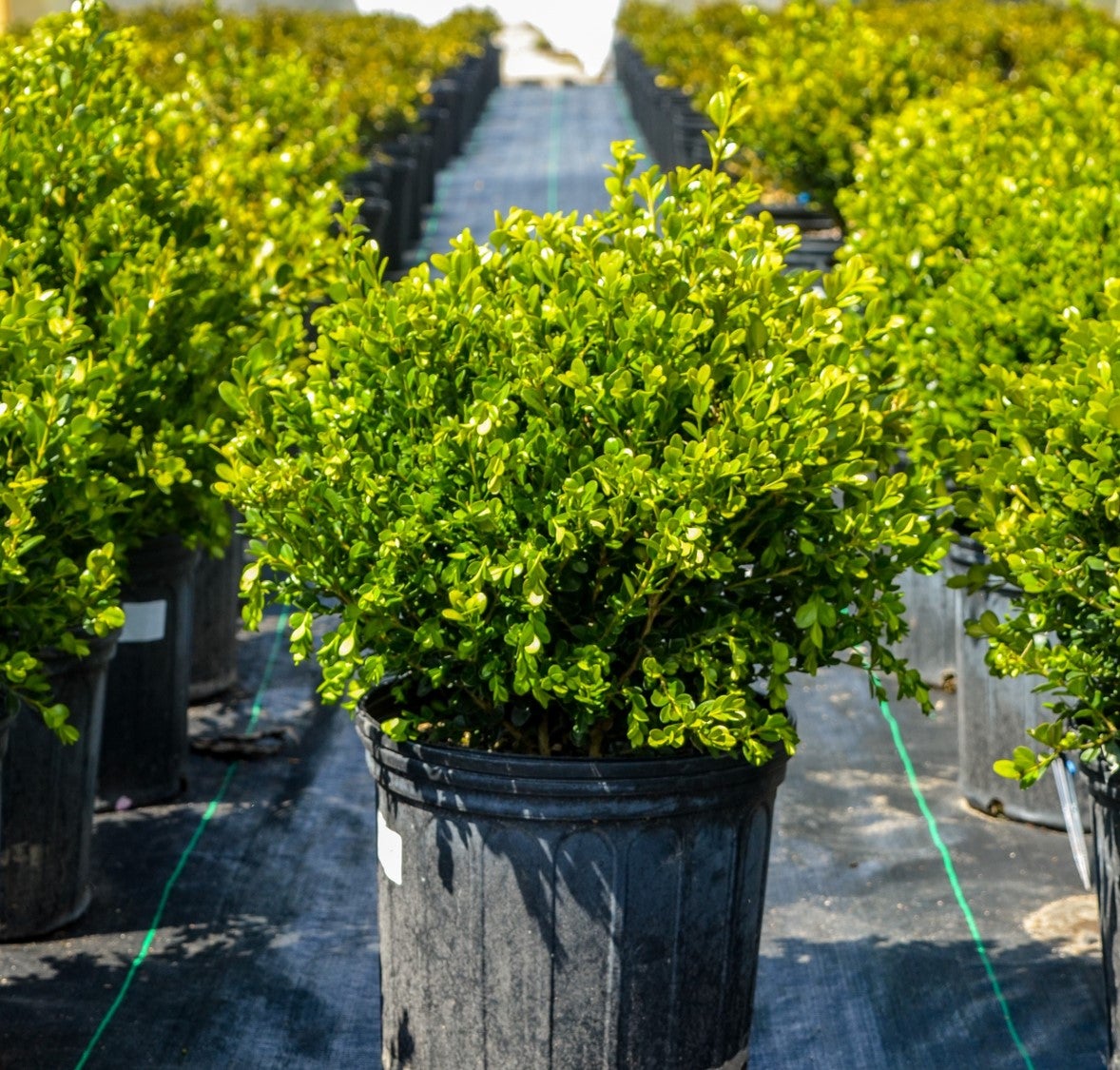Wintergreen boxwood deals