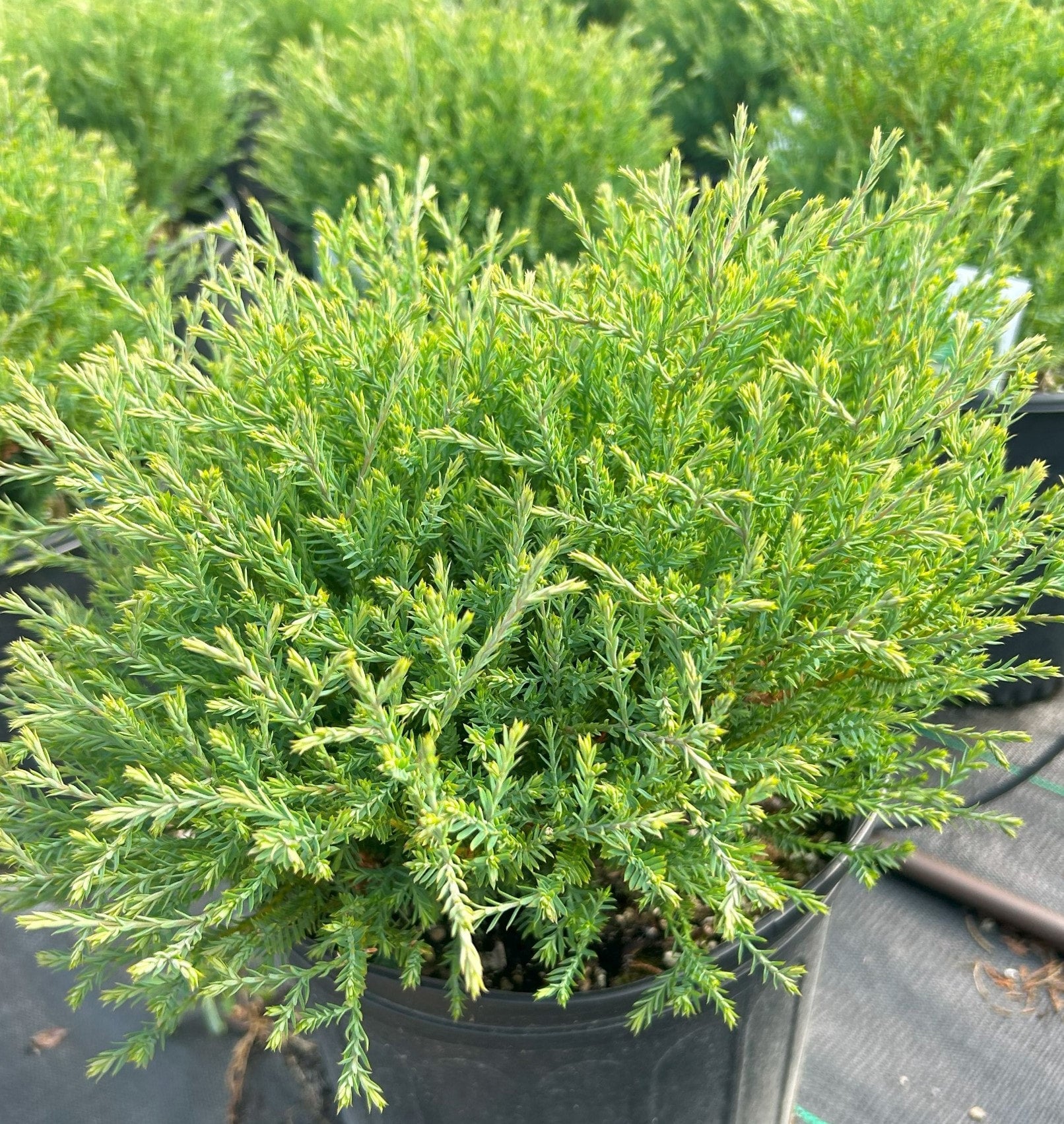 Arborvitae, Mr. Bowling Ball Firehouse Nursery